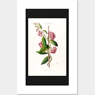 Hoya carnosa - botanical illustration Posters and Art